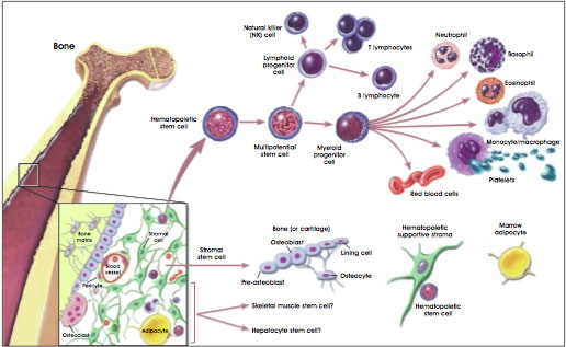 Hematopoietic and stromal stem cell differentiation